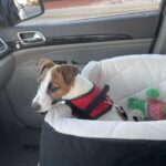 Female Jack Russell Terrier puppy for sale in South Carolina
