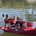 Female Jack Russell Terrier puppy for sale in South Carolina