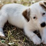 Female Jack Russell Terrier puppy for sale in South Carolina