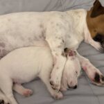 Female Jack Russell Terrier puppy for sale in South Carolina