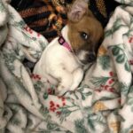 Female Jack Russell Terrier puppy for sale in South Carolina