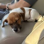 Female Jack Russell Terrier puppy for sale in South Carolina