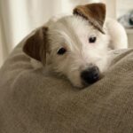 Male Jack Russell Terrier puppy for sale in South Carolina