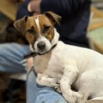 Male Jack Russell Terrier puppy for sale in South Carolina
