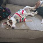 Male Jack Russell Terrier puppy for sale in South Carolina