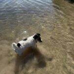 Male Jack Russell Terrier puppy for sale in South Carolina