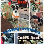 Male Jack Russell Terrier puppy for sale in South Carolina