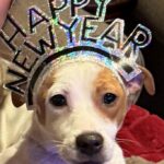 Male Jack Russell Terrier puppy for sale in South Carolina