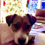 Female Jack Russell Terrier puppy for sale in South Carolina