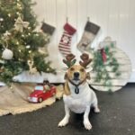 Male Jack Russell Terrier puppy for sale in South Carolina