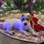 Female Jack Russell Terrier puppy for sale in South Carolina