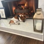 Male Jack Russell Terrier puppy for sale in South Carolina