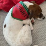 Male Jack Russell Terrier puppy for sale in South Carolina