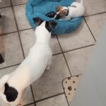 smooth coat JRT puppies