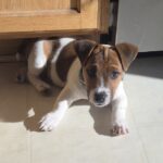 Jack Russell puppies for sale in South Carolina