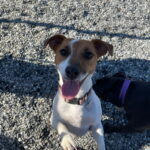 Jack Russell puppies for sale in South Carolina