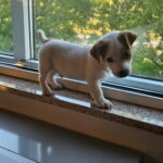 Jack Russell puppies for sale in South Carolina