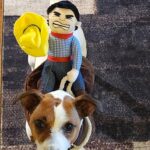 Jack Russell puppies for sale in South Carolina