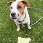 Jack Russell puppies for sale in South Carolina