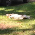 Jack Russell puppies for sale in South Carolina