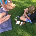 smooth coat JRT puppies