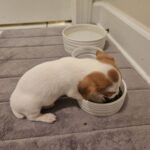 Jack Russell puppies for sale in South Carolina