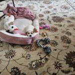 Jack Russell puppies for sale in South Carolina