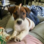 Jack Russell puppies for sale in South Carolina
