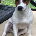 Jack Russell puppies for sale in South Carolina