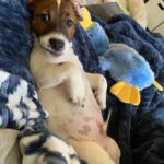 Jack Russell puppies for sale in South Carolina