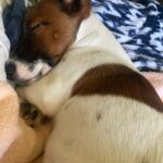 Jack Russell puppies for sale in South Carolina