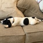 Jack Russell puppies for sale in South Carolina