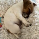 smooth coat JRT puppies