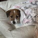 Jack Russell puppies for sale in South Carolina