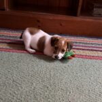Jack Russell puppies for sale in South Carolina