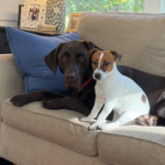 Jack Russell puppies for sale in South Carolina