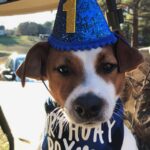 Jack Russell puppies for sale in South Carolina