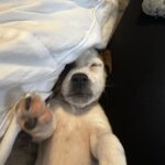 Jack Russell puppies for sale in South Carolina