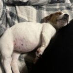 Jack Russell puppies for sale in South Carolina