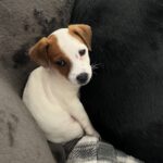 Jack Russell puppies for sale in South Carolina