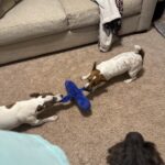 Jack Russell puppies for sale in South Carolina