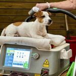 Jack Russell puppies for sale in South Carolina