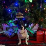 Jack Russell puppies for sale in South Carolina