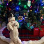 Jack Russell puppies for sale in South Carolina