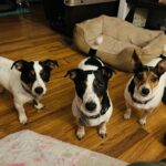 Jack Russell puppies for sale in South Carolina