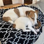 Jack Russell puppies for sale in South Carolina