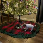 Jack Russell puppies for sale in South Carolina