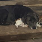 Jack Russell puppies for sale in South Carolina