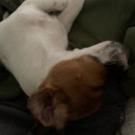 Jack Russell puppies for sale in South Carolina