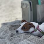 Jack Russell Terrier puppies for sale near me